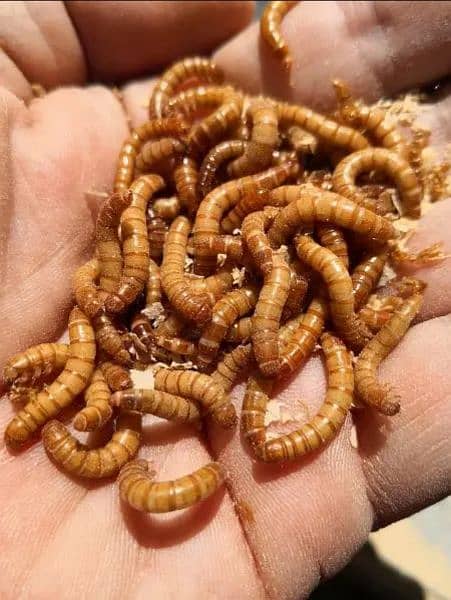 Organic mealworms USA Breed available for birds, fishing, farming etc. 7