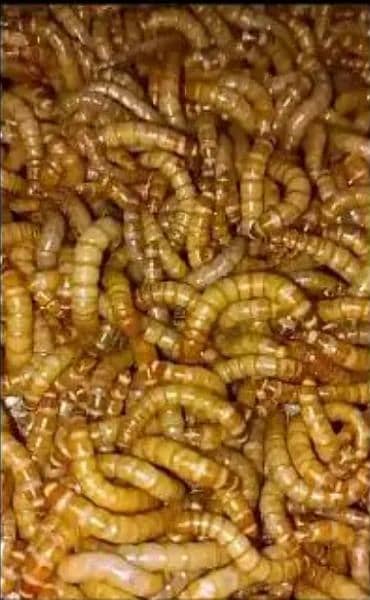 Organic mealworms USA Breed available for birds, fishing, farming etc. 8