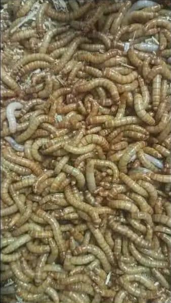 Organic mealworms USA Breed available for birds, fishing, farming etc. 9