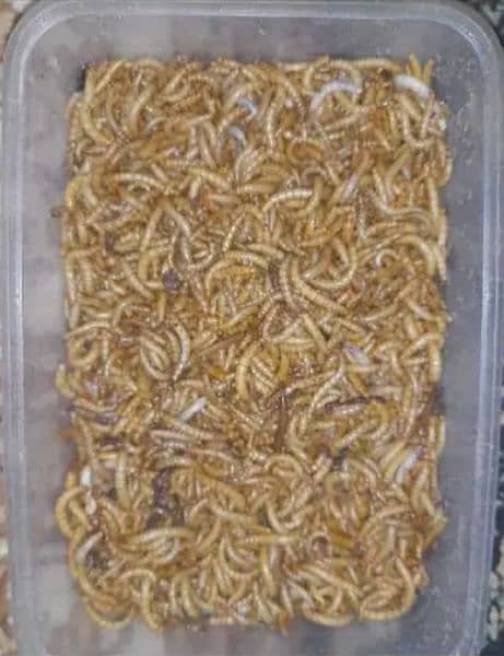 Organic mealworms USA Breed available for birds, fishing, farming etc. 10