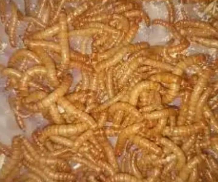 Organic mealworms USA Breed available for birds, fishing, farming etc. 12