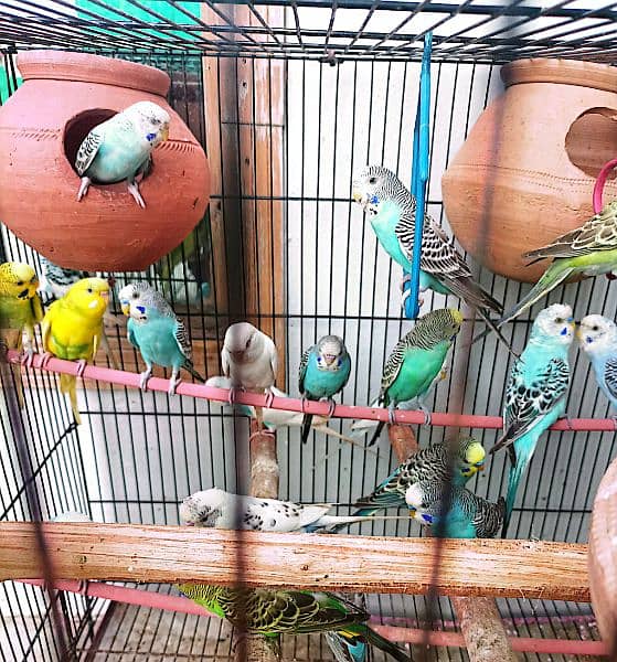 Budgie Parrots with eggs and Chicks 2