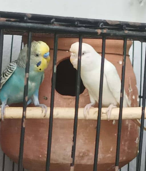 Budgie Parrots with eggs and Chicks 3