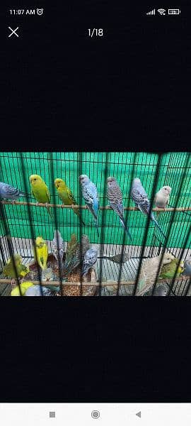 Budgie Parrots with eggs and Chicks 4