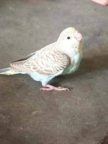 Budgie Parrots with eggs and Chicks 5