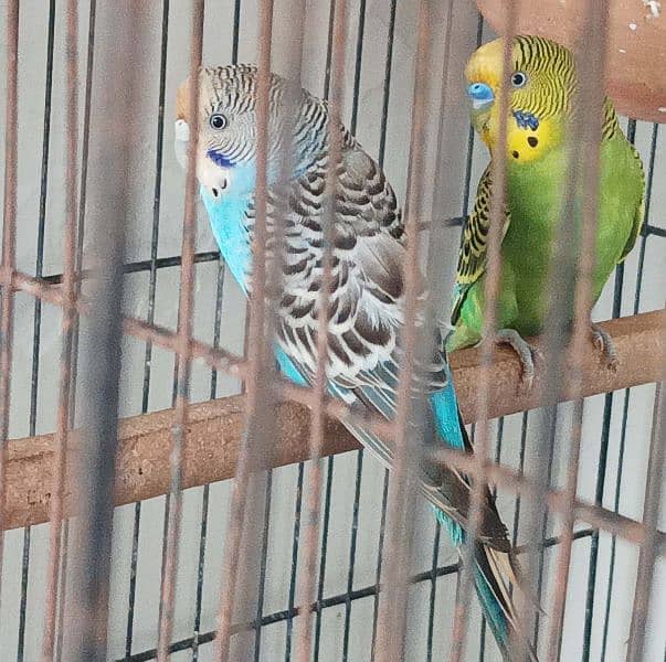 Budgie Parrots with eggs and Chicks 6