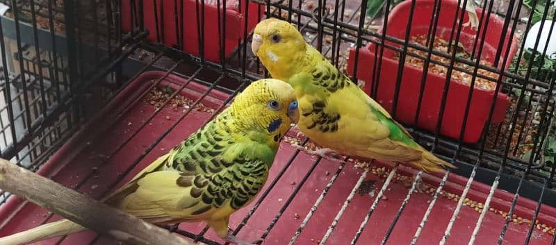 Budgie Parrots with eggs and Chicks 7