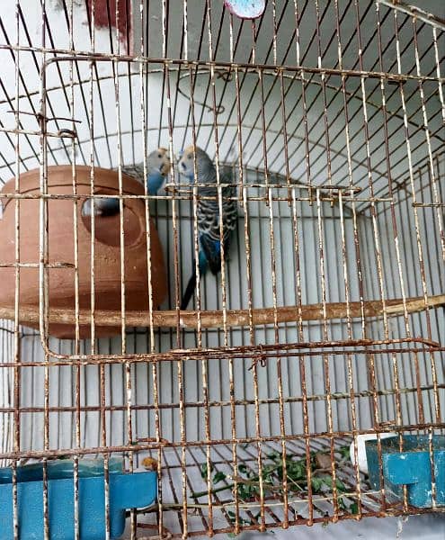 Budgie Parrots with eggs and Chicks 8