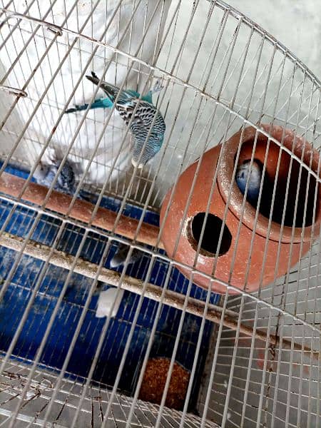 Budgie Parrots with eggs and Chicks 9