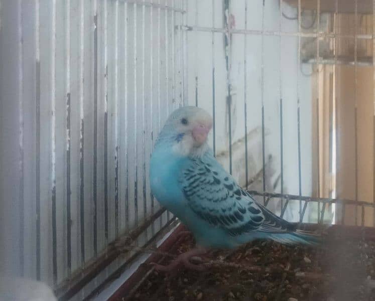 Budgie Parrots with eggs and Chicks 10