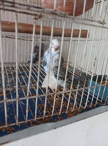 Budgie Parrots with eggs and Chicks 11