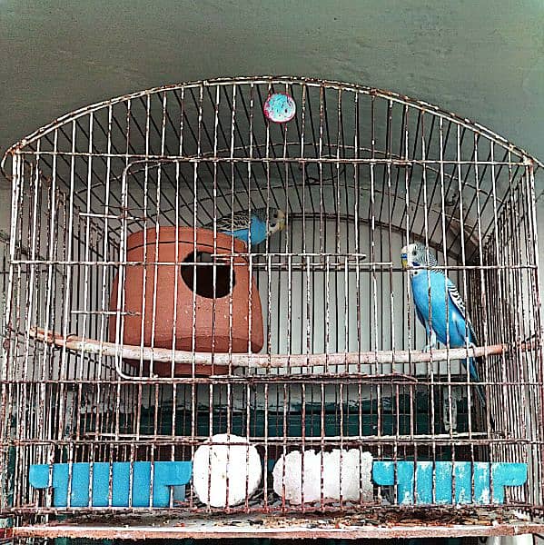 Budgie Parrots with eggs and Chicks 14