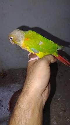 yellow side conure exchange 0