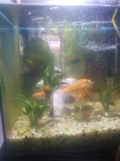 aquarium for sale 2 ft with 6 fish big filter complete