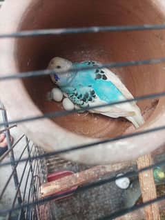 Budgie Parrots with eggs and Chicks