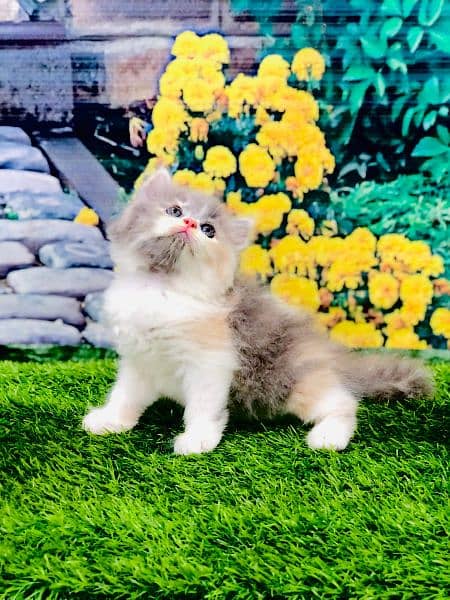 punch face triple Cote kitten cat male feamle 16