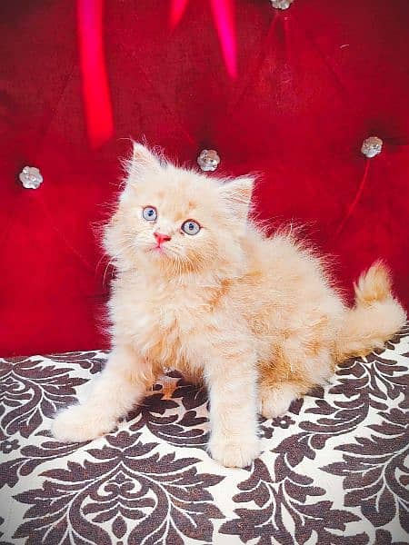 punch face triple Cote kitten cat male feamle 19