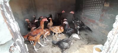 Aseel patha pathiyn, Aseel Chicks, Murgha Murghi Available for sale 0