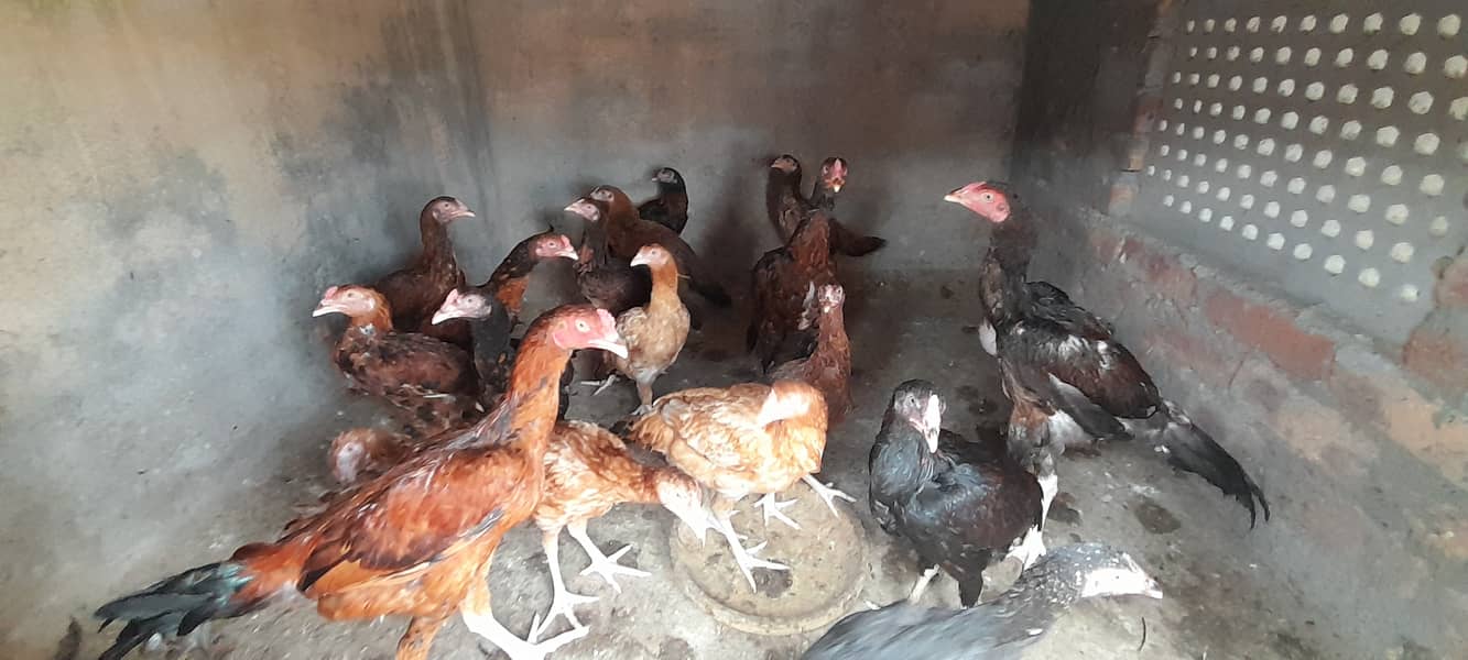 Aseel patha pathiyn, Aseel Chicks, Murgha Murghi Available for sale 1