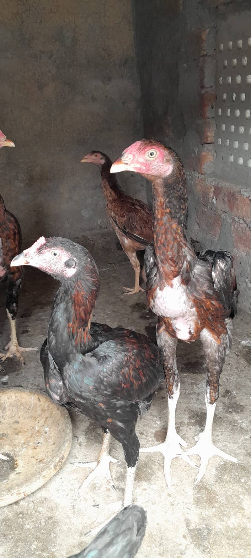 Aseel patha pathiyn, Aseel Chicks, Murgha Murghi Available for sale 2