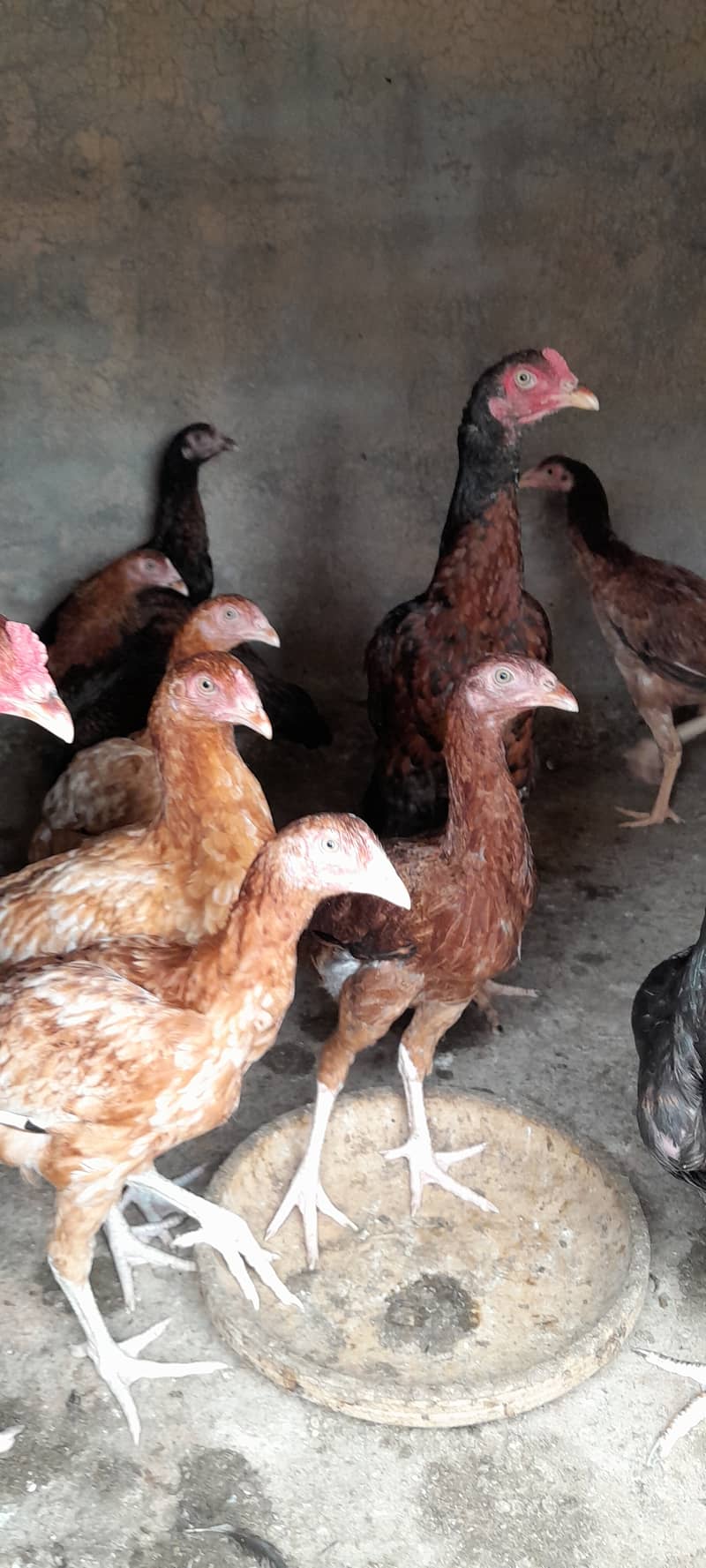 Aseel patha pathiyn, Aseel Chicks, Murgha Murghi Available for sale 3