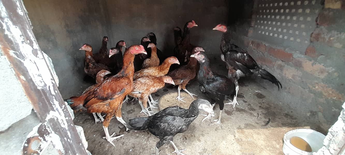 Aseel patha pathiyn, Aseel Chicks, Murgha Murghi Available for sale 5