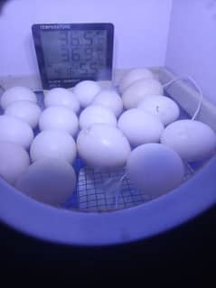 30 eggs manual AC DC incubator for sale 03345818679