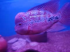 SRD flowerhorn