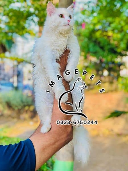 punch face triple Cote kitten cat male feamle 1