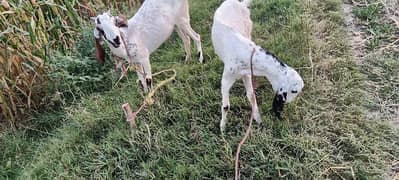 Bakri or is ka bacha for sale urgent