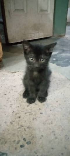 Black cat persian 3 month for sale