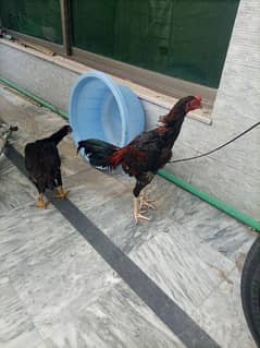 Aseel Mianwali Pair for Sale