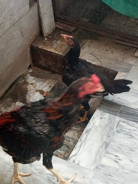 Aseel Mianwali Pair for Sale 3