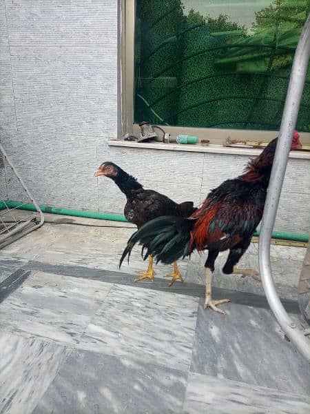 Aseel Mianwali Pair for Sale 4