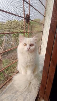 white Persian cat female