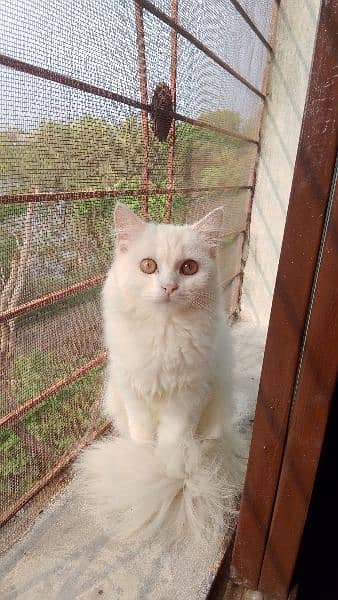 white persian/male/female 0