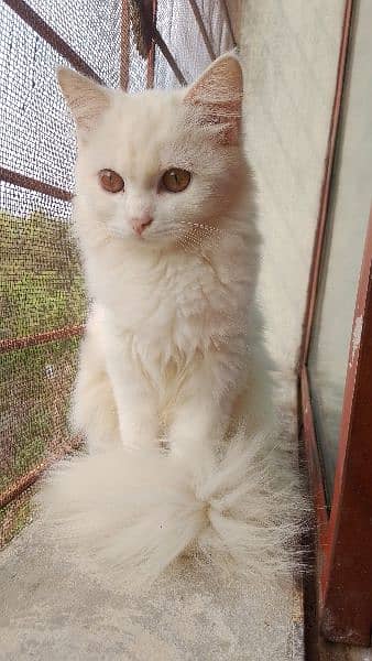 white persian/male/female 1