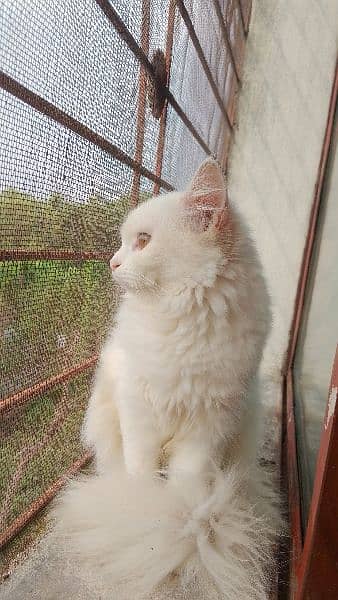 white persian/male/female 2