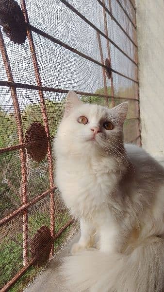 white persian/male/female 3