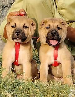 king Kurdish kangal pior 55 days for sale sequrty dogs