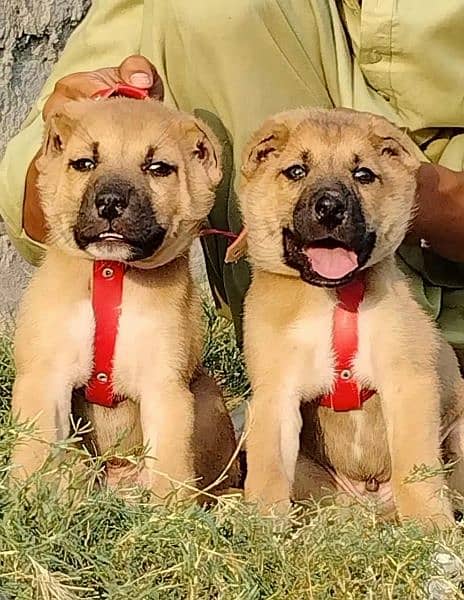 king Kurdish kangal pior 55 days for sale sequrty dogs 0