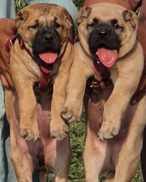 king Kurdish kangal pior 55 days for sale sequrty dogs 2