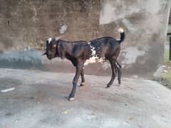 desi bakra