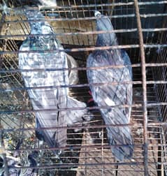 Pigeons pair for sale 03014151959 whatsapp