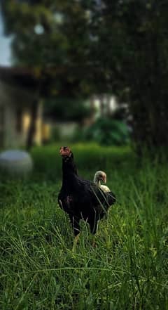 Home Breed Aseel Hens,Chicks 0