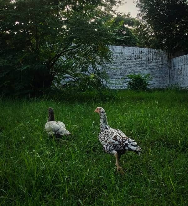 Home Breed Aseel Hens,Chicks 1