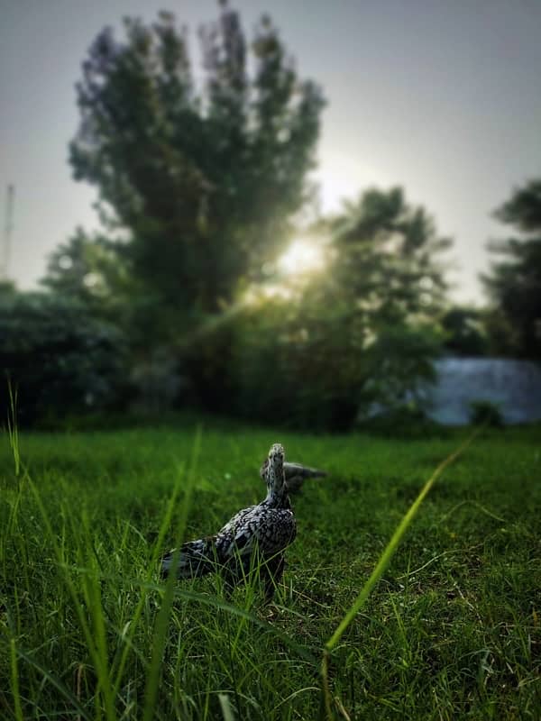 Home Breed Aseel Hens,Chicks 2