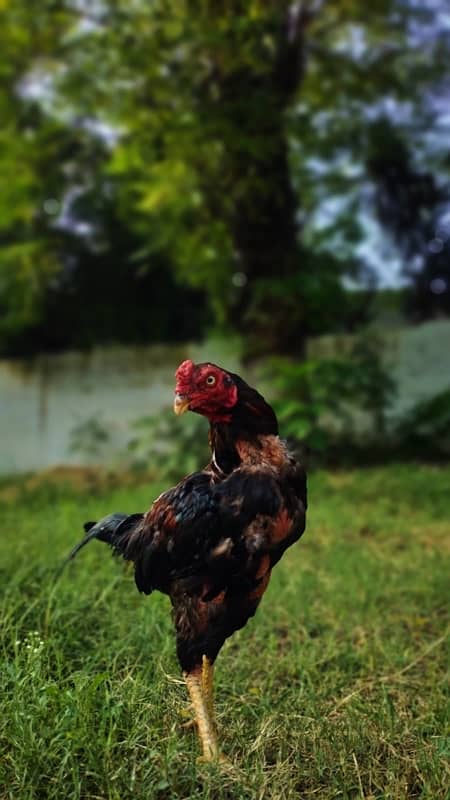 Home Breed Aseel Hens,Chicks 3