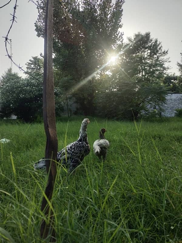 Home Breed Aseel Hens,Chicks 4