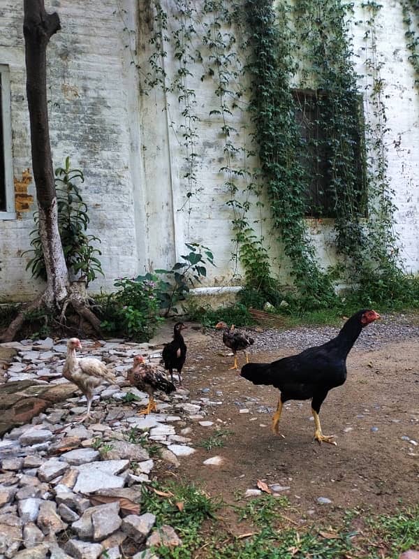 Home Breed Aseel Hens,Chicks 5